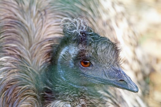 Large Emu Dromaius novaehollandiae