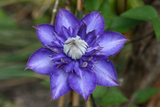 Closeup of a blue flowering clematis (Clematis)