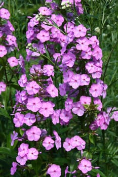 A pink flowering Phlox (Phlox)