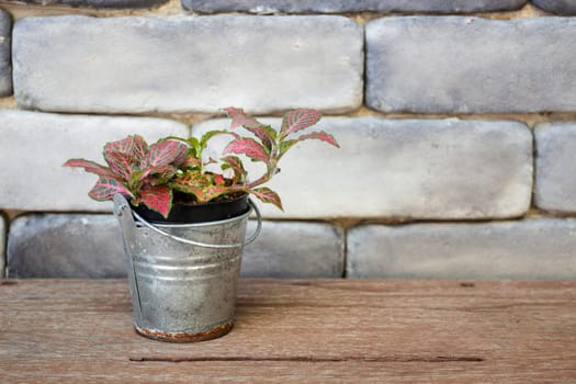 Mini green leaves plant pot, stock photo
