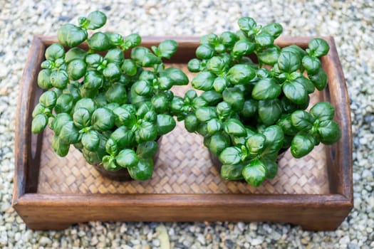 Mini green leaves plant pot, stock photo