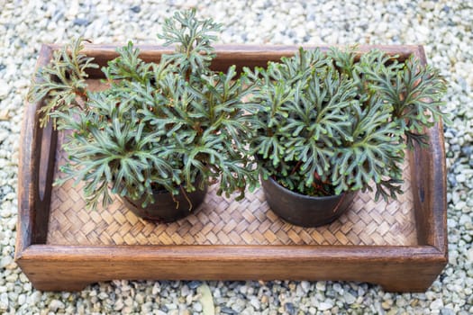 Mini green leaves plant pot, stock photo
