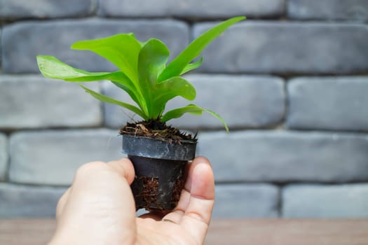 Mini green leaves plant pot, stock photo