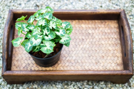 Mini green leaves plant pot, stock photo