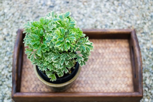 Mini green leaves plant pot, stock photo