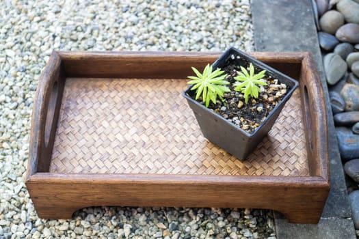 Mini green leaves plant pot, stock photo