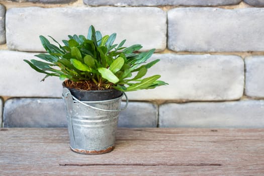 Mini green leaves plant pot, stock photo