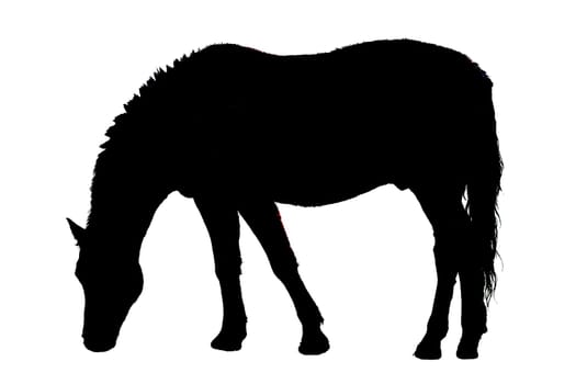 Male Horse eating as illustration in black and white