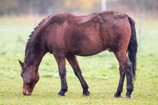 Brown horse with dirty fur while eating blurred background