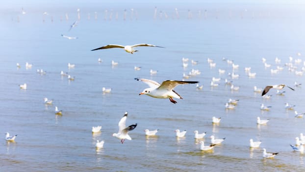 Flock of seagulls, animal in beautiful nature landscapes, many birds floating and flying on water surface of the sea, Bangpu Recreation Center, Famous tourist attraction of Samut Prakan, Thailand,16:9