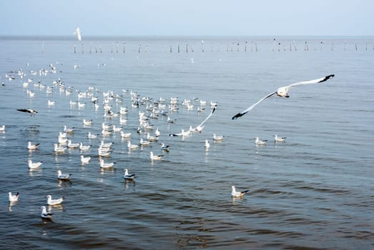 Flock of seagulls, animal in beautiful nature landscapes, many birds floating and flying on water surface of the sea at Bangpu Recreation Center, Famous tourist attraction of Samut Prakan, Thailand