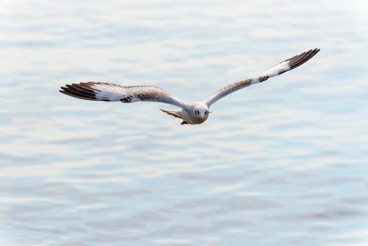 Animal in beautiful nature landscape for background, Closeup front seagull one bird flying happily in the sky on the sea at Bangpu Recreation Center famous tourist attraction of Samut Prakan, Thailand