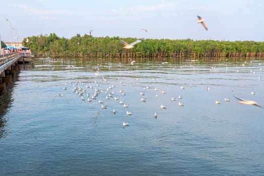 Animal in beautiful nature landscape for background, Flock seagull flying on the sea, Group of tourist are feeding many bird at Bangpu Recreation Center, Famous attraction of Samut Prakan, Thailand