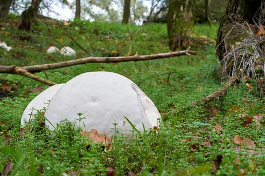 Giant bovist (Calvatia gigantea) on a meadow in a park in Magdeburg in Germany