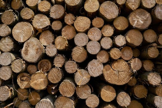 sawed tree trunks in a forest in Germany