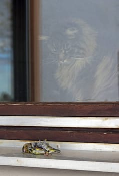 A bird has flown against a window and died, and a cat is watching it.