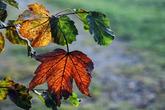 One red and one yellow autumn leaf backlit on a tree