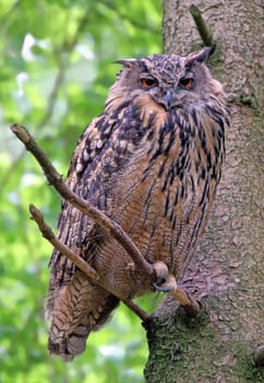 Telephoto European eagle owl Bubo bubo