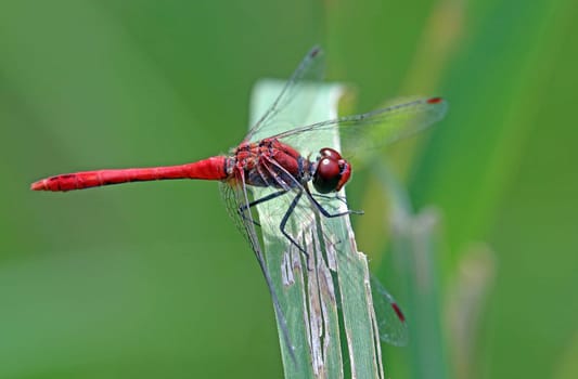 Blood-red damselfly Sympetrum sanguineum