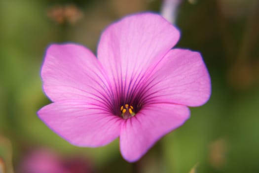 The petunia (Petunia) are a genus of the family Solanaceae