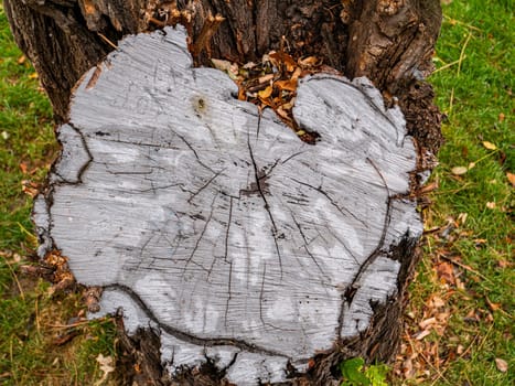 The texture of the cut surface of the tree. Place for text.