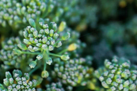Closeup of broccoli bud heads against a dark background.