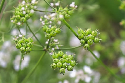Closeup of coriander seeds with blurred flowers in the background.
