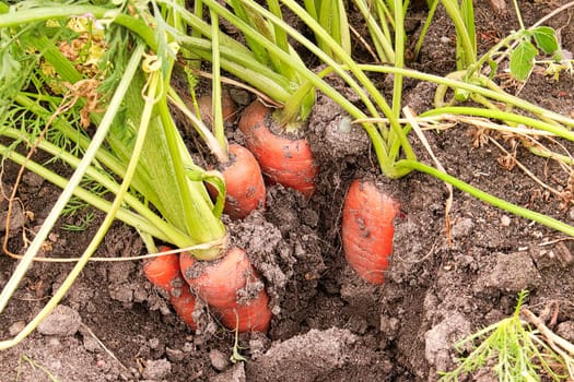 A bunch of carrots in the garden soil.