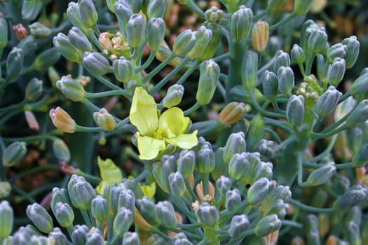 A single broccoli flower blooming between buds.