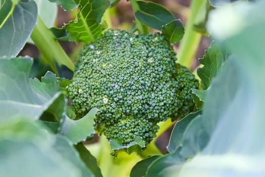 View of a broccoli head looking down through the leaves.