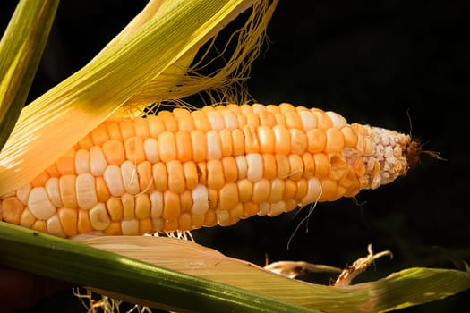 A semi opened ear of corn isolated on a black background.