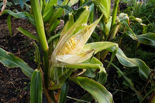 A semi opened corn attached to the plant stalk.