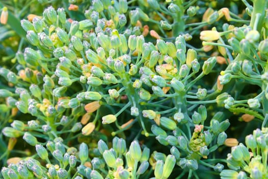 Macro view of broccoli buds covering in dew drops.