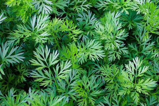 A background of young green carrot tops.