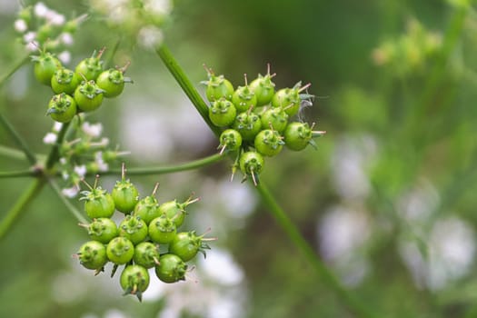 Closeup of coriander seeds with blurred flowers in the background.