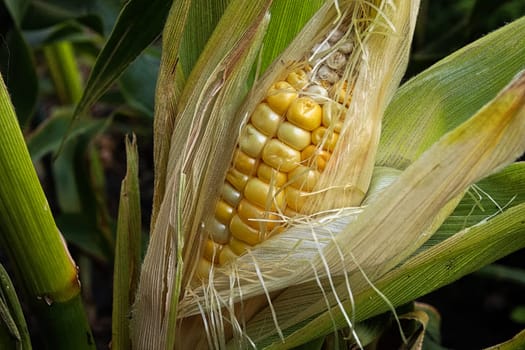 Closeup of an ripe ear of corn still in the husk.