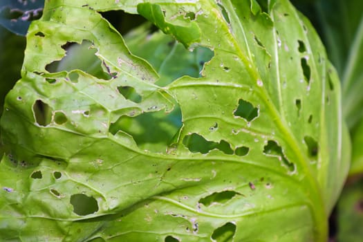 A cabbage leaf covered in holes caused by insects.