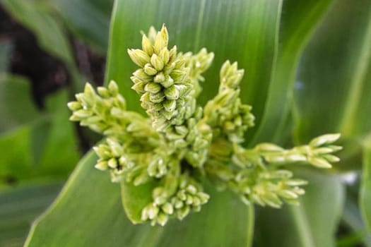A macro view of a corn tassel tip.