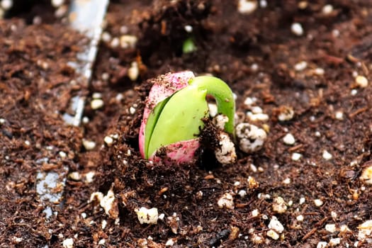 Closeup of a bean sprout cracking out of its seed.