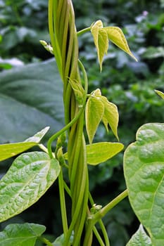 Bean stalks twist and grow upward on a string.