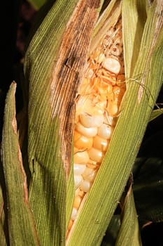 Closeup of a corn ear eaten and damaged by insects.