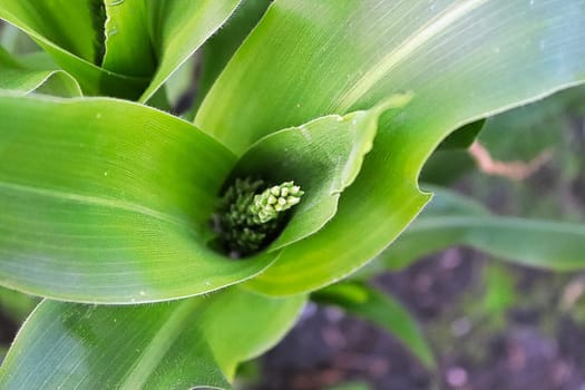 The top view of a tassel growing out of a corn top.