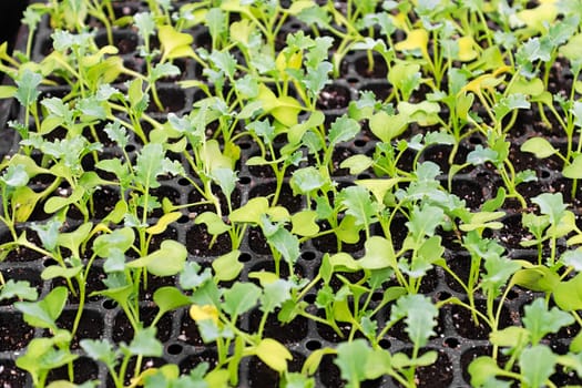 Rows of yooung kale seedlings growing in greenhouse trays.