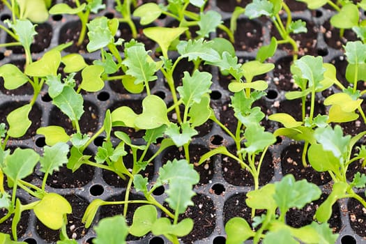 Closeup of a kale seedlings growing in starter trays.