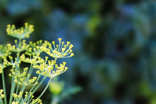 Macro view of dill flowers growing in the garden.