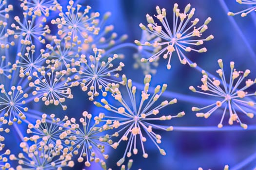 Top view of dill weed flowers against a blue background.