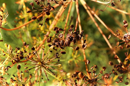 Closep of brown ripening dill seeds on stalks.