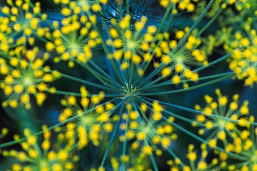 The detailed view of dill head stalks with blured flowers.