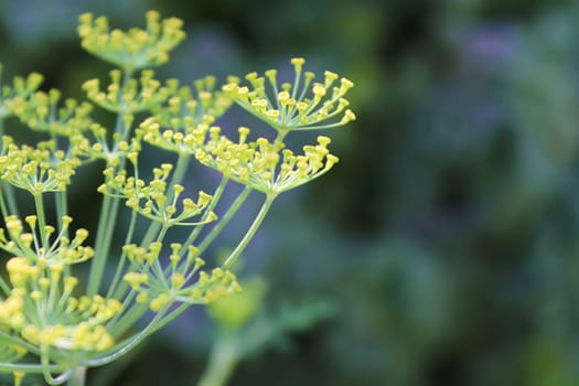 Macro view of dill flowers growing in the garden.