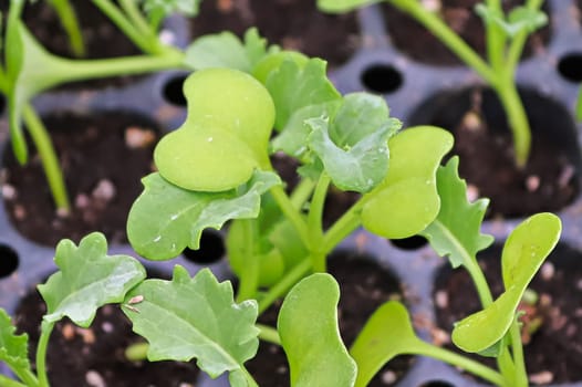 Closeup of a kale seedlings growing in starter trays.